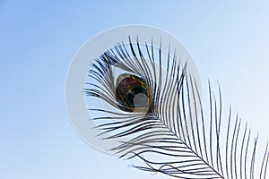 Peacock Feather Eye against Blue Sky Background