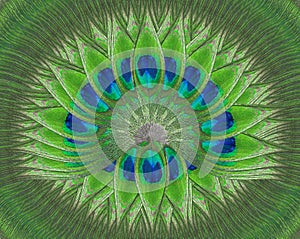 Peacock feather eye ,Feather lotus design background