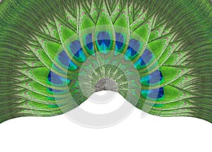 Peacock feather eye ,Feather lotus design isolated  on white background