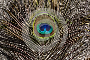 peacock feather with eye in the foreground