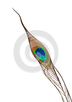 Peacock feather eye on white background.