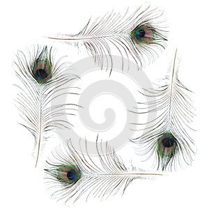 Peacock feather frame isolated