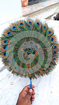 Peacock feather hand fan holding on hand