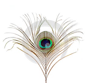 Peacock Feather Isolated