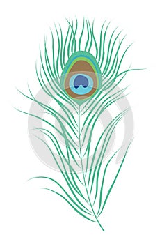 Peacock feather isolated vector illustration