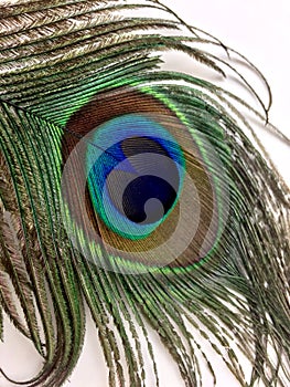 Peacock feather isolated on a white background