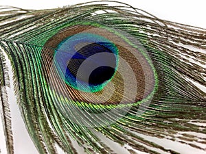 Peacock feather isolated on a white background