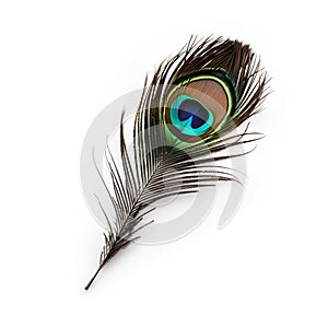 Peacock feather isolated on white background. 3d illustration.