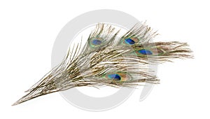 Peacock feather isolated on a white background