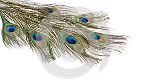 Peacock feather isolated on a white background