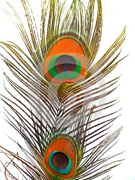 Peacock feather or morpankh with white background