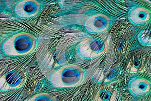 Peacock feather pattern texture background. Blue peacock feathers in closeup