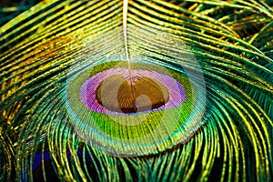 Peacock feather, Peafowl feather, Closeup.