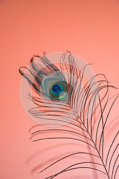 Peacock feather on pink background .