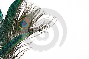 Peacock feather in royal style on white background. Tropical abstract background. Exotic bird.