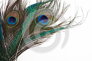 Peacock feather in royal style on white background. Tropical abstract background. Exotic bird.