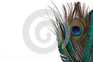 Peacock feather in royal style on white background. Tropical abstract background. Exotic bird.