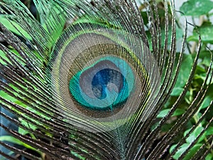 Peacock Feather, shiny vibrant colors.