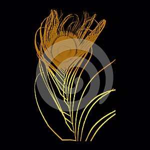 Peacock Feather Silhouette golden tattoo design art