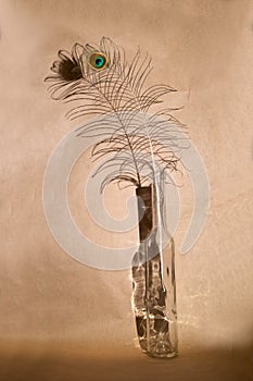 peacock feather in a transparent bottle. close-up