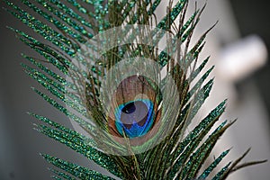 Peacock feather with the typical eye-like pattern