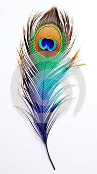 Peacock Feather in Vivid Color Isolated on a Stark White Background