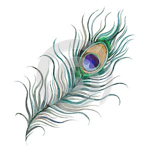 Peacock feather watercolor