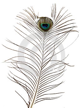 Peacock feather on white