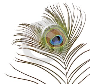 Peacock Feather on White