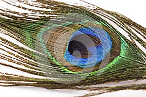 Peacock Feather on a White Background