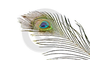 Peacock feather on white background