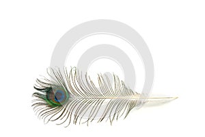 Peacock feather on white background