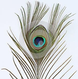 Peacock feather on white background