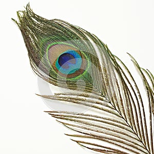 Peacock feather on white background