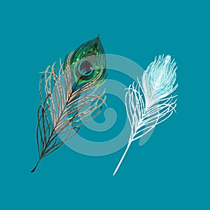 Peacock feather on a white background. Vector Illustration