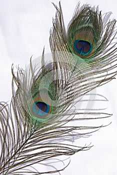 Peacock feathers