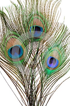 Peacock feathers