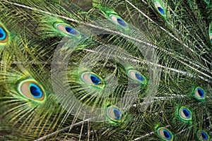 Peacock feathers