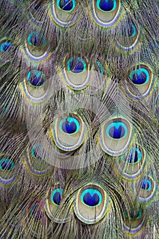 Peacock feathers