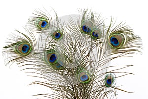 Peacock Feathers