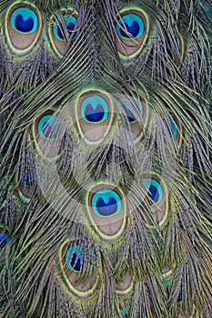 Peacock Feathers