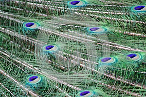 Peacock Feathers