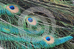 Peacock feathers