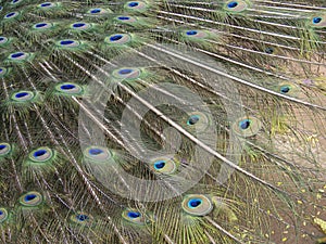 Peacock feathers