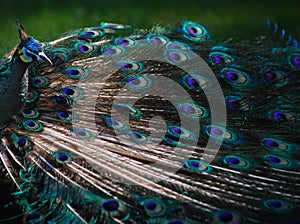 Peacock Feathers