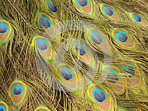 Peacock Feathers