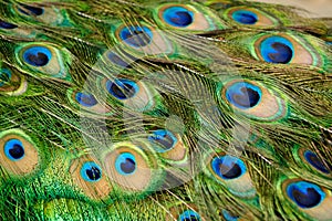Peacock feathers