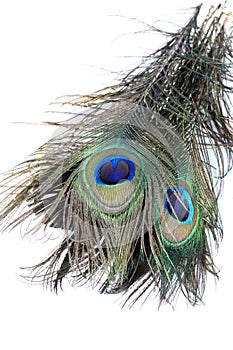 Peacock feathers