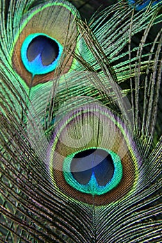 Peacock Feathers