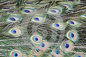 Peacock Feathers